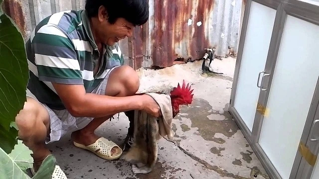 Chế độ luyện tập và huấn luyện cho gà đá